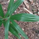 Ellisiophyllum pinnatum Leaf