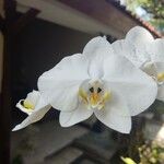 Phalaenopsis amabilis പുഷ്പം