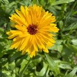 Calendula stellataBlüte