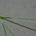 Cyperus aromaticus Folha