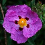 Cistus x purpureus Цветок