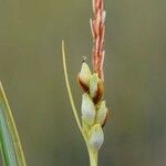 Carex livida Ffrwyth