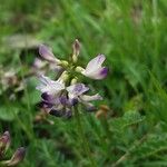 Astragalus alpinus 花