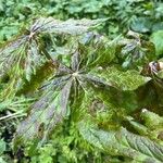 Podophyllum hexandrum Leht