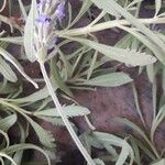 Lavandula angustifolia Květ