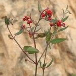 Chenopodium nutans Alkat (teljes növény)