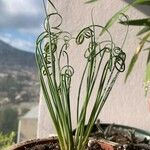 Albuca spiralis Hábitos