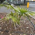Howea forsteriana Blomma