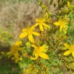 Hypericum perfoliatumFlower