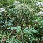 Angelica sylvestris Buveinė