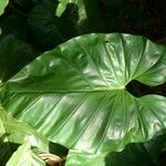 Philodendron giganteum Leaf