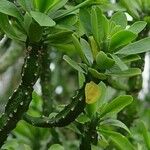 Euphorbia neriifolia Blatt
