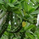 Euphorbia neriifolia Blad