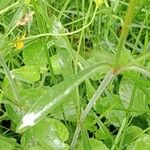 Silene italica Liść