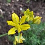 Allium moly Çiçek