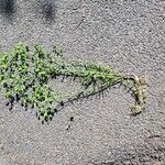Euphorbia segetalis Levél