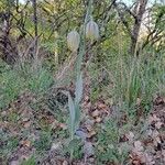 Fritillaria lusitanica Habitus