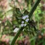 Salvia lyrata ফুল