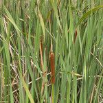 Typha orientalis Habit