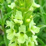 Sideritis hyssopifolia Flower