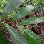 Hymenopus amapaensis Leaf