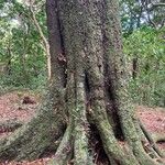 Dacrycarpus dacrydioides Bark