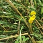 Lotus corniculatusKukka