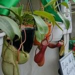 Nepenthes spp. Blodyn