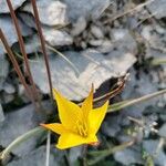Tulipa sylvestris Fiore