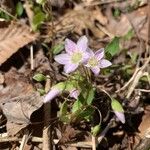 Claytonia caroliniana Floro