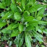 Cyanus triumfettii Leaf