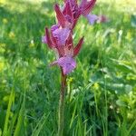 Anacamptis papilionaceaFlower