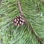 Pinus contorta Плід