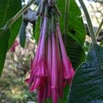 Fuchsia boliviana പുഷ്പം