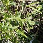 Carlina acaulisLapas