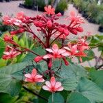 Clerodendrum speciosissimum Цвят