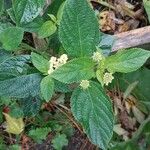Lantana canescens Лист