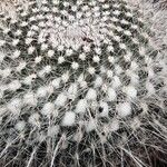 Mammillaria hahniana 整株植物