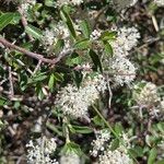 Ceanothus fendleri