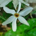 Narcissus obsoletus Квітка