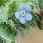 Gastrocotyle hispida Flower