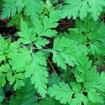 Geranium robertianum Feuille