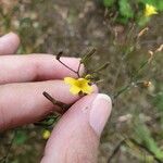 Lactuca muralis Flower