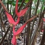 Heliconia trichocarpa Flor