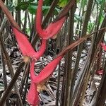 Heliconia trichocarpa