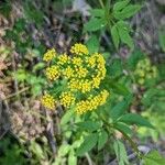 Zizia aurea Flower