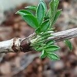 Sambucus canadensis Fuelha