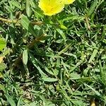 Ludwigia adscendens Blüte