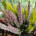 Calluna vulgarisFlower