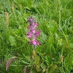 Pedicularis rostratospicataVirág